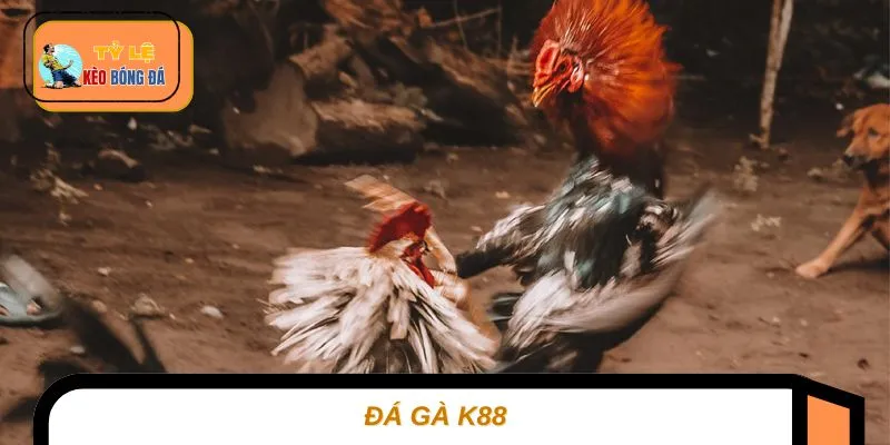 Đá Gà K88 – Sân Chơi Đỉnh Cao Cho Tín Đồ Đam Mê Cá Cược