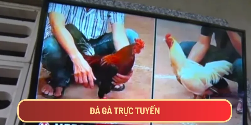 da-ga-truc-tuyen